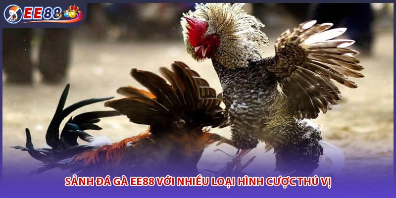 Sảnh đá gà EE88 với nhiều loại hình cược thú vị